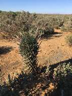 Image of Euphorbia fasciculata Thunb.