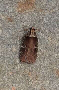 Image of Agonopterix lythrella Walsingham 1889