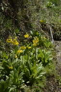 Image of Primula prolifera Wall.