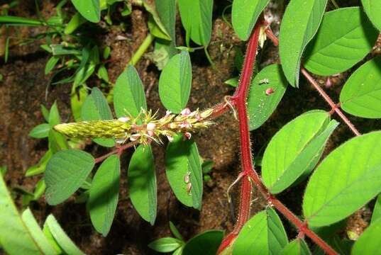 Indigofera astragalina DC.的圖片