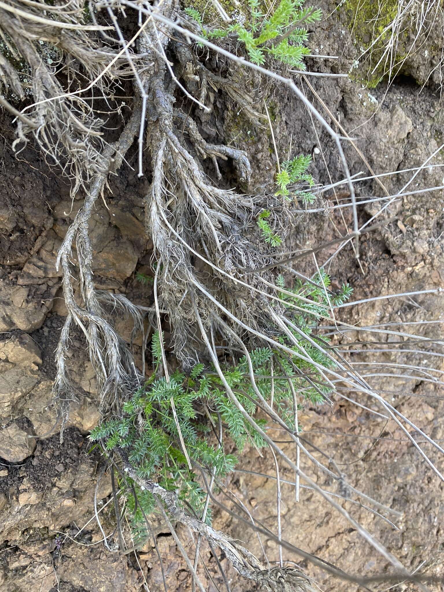 Image de Acaena pinnatifida Ruiz & Pav.