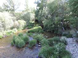 Image de Carex reuteriana subsp. reuteriana