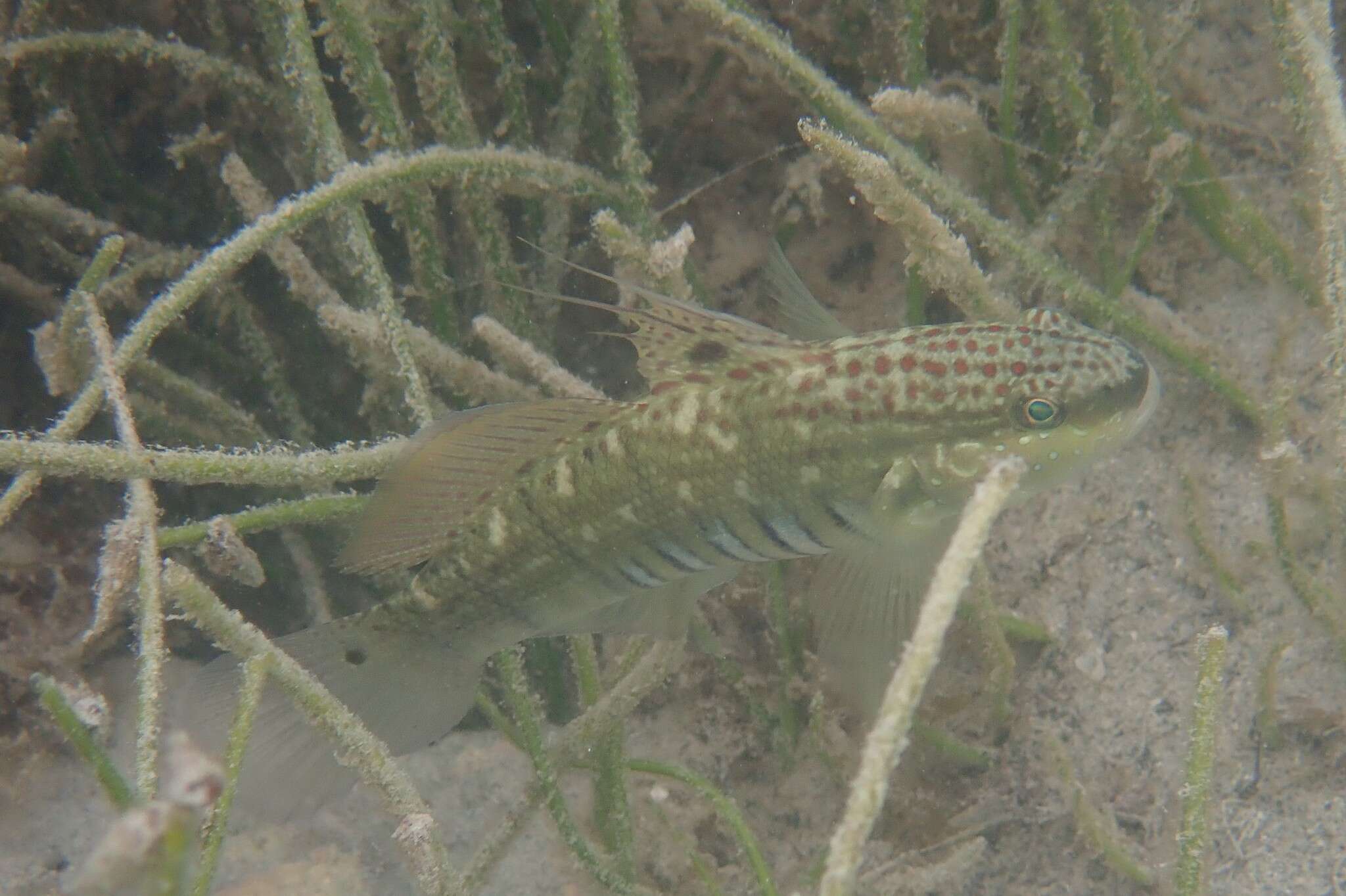 صورة Amblygobius semicinctus (Bennett 1833)