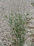 Image of gardencress pepperweed