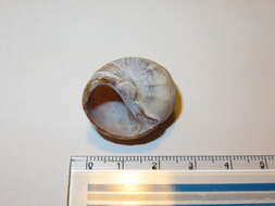 Image of Kurile moon snail