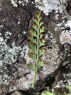 Image of Asplenium theciferum (Kunth) Mett.