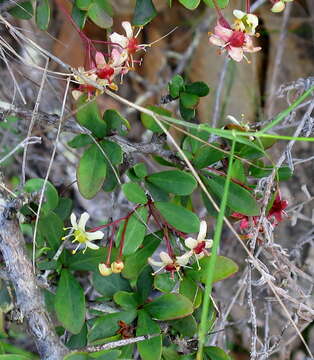 Image of Putterlickia pyracantha (L.) Szyszylowicz