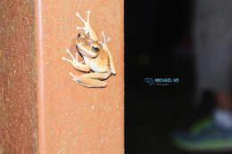 Image of Hong Kong Whipping Frog