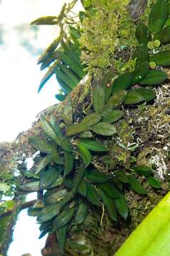 Image of Acianthera bragae (Ruschi) F. Barros