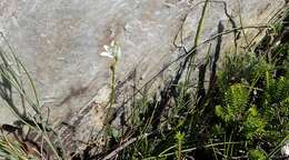 Imagem de Ornithogalum graminifolium Thunb.