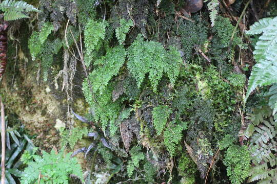 Image of Hymenophyllum inaequale (Poir.) Desv.