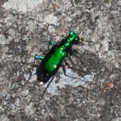 Imagem de Cicindela (Cicindela) sexguttata Fabricius 1775