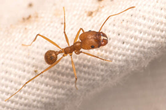 Pheidole vistana Forel 1914的圖片