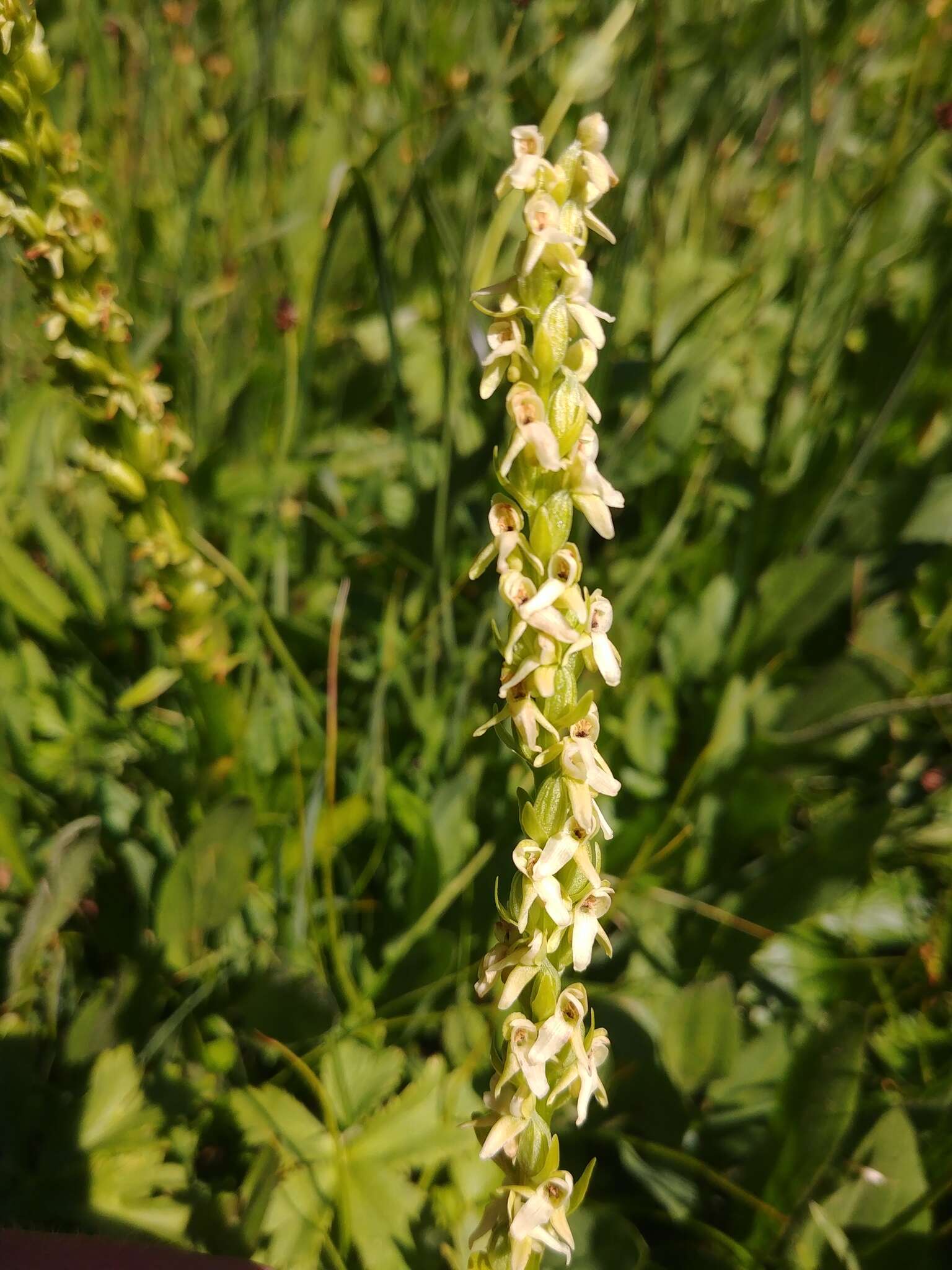 Imagem de Platanthera estesii W. J. Schrenk