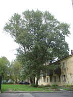 Image of Populus longifolia