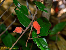 Agelaea borneensis (Hook. fil.) Merr.的圖片