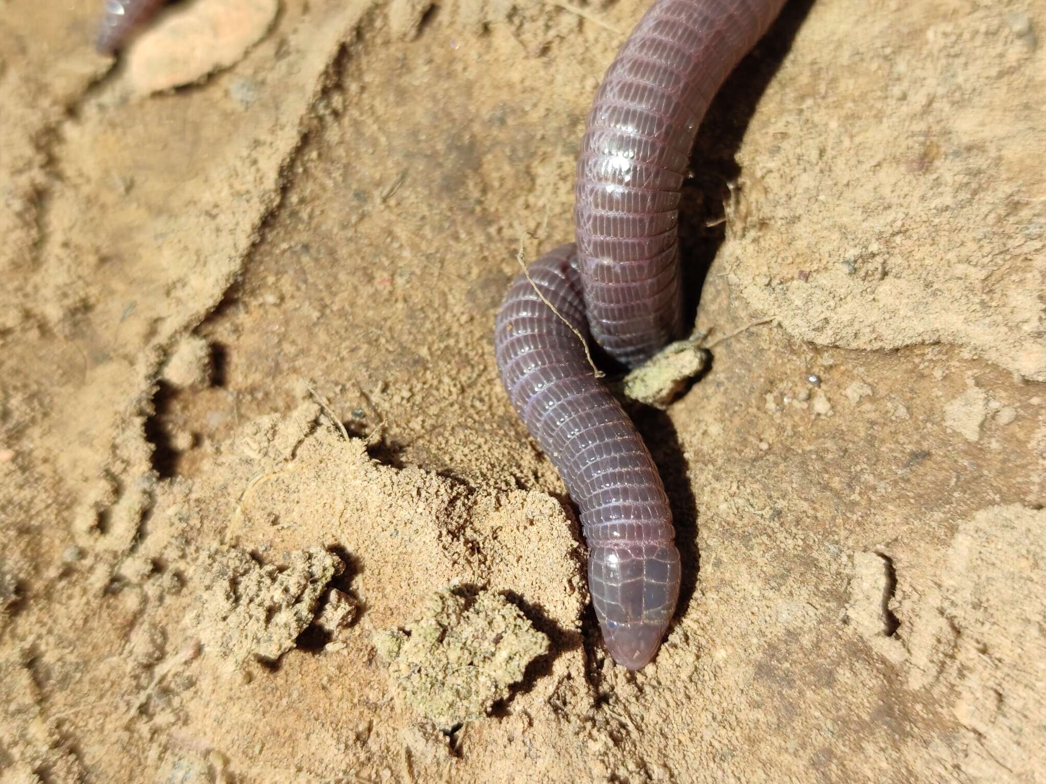 Image of Blanus vandellii Ceríaco & Bauer 2018