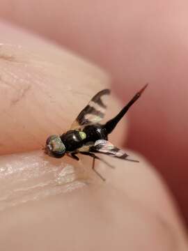 Image of Four-barred Knapweed Gall Fly