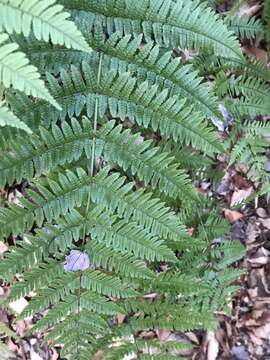 Image of Autumn fern