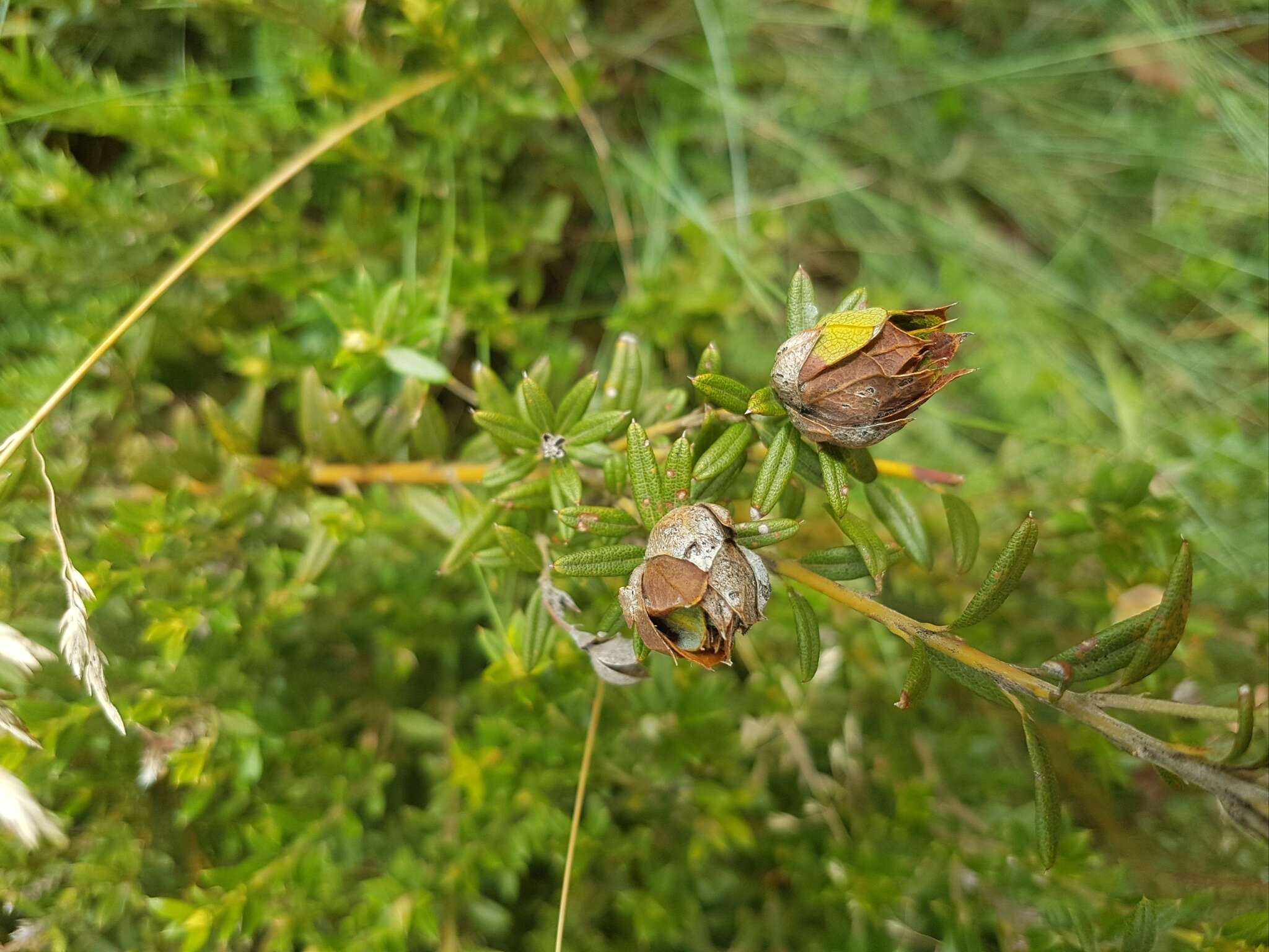 Image of Oxylobium ellipticum (Vent.) R. Br.