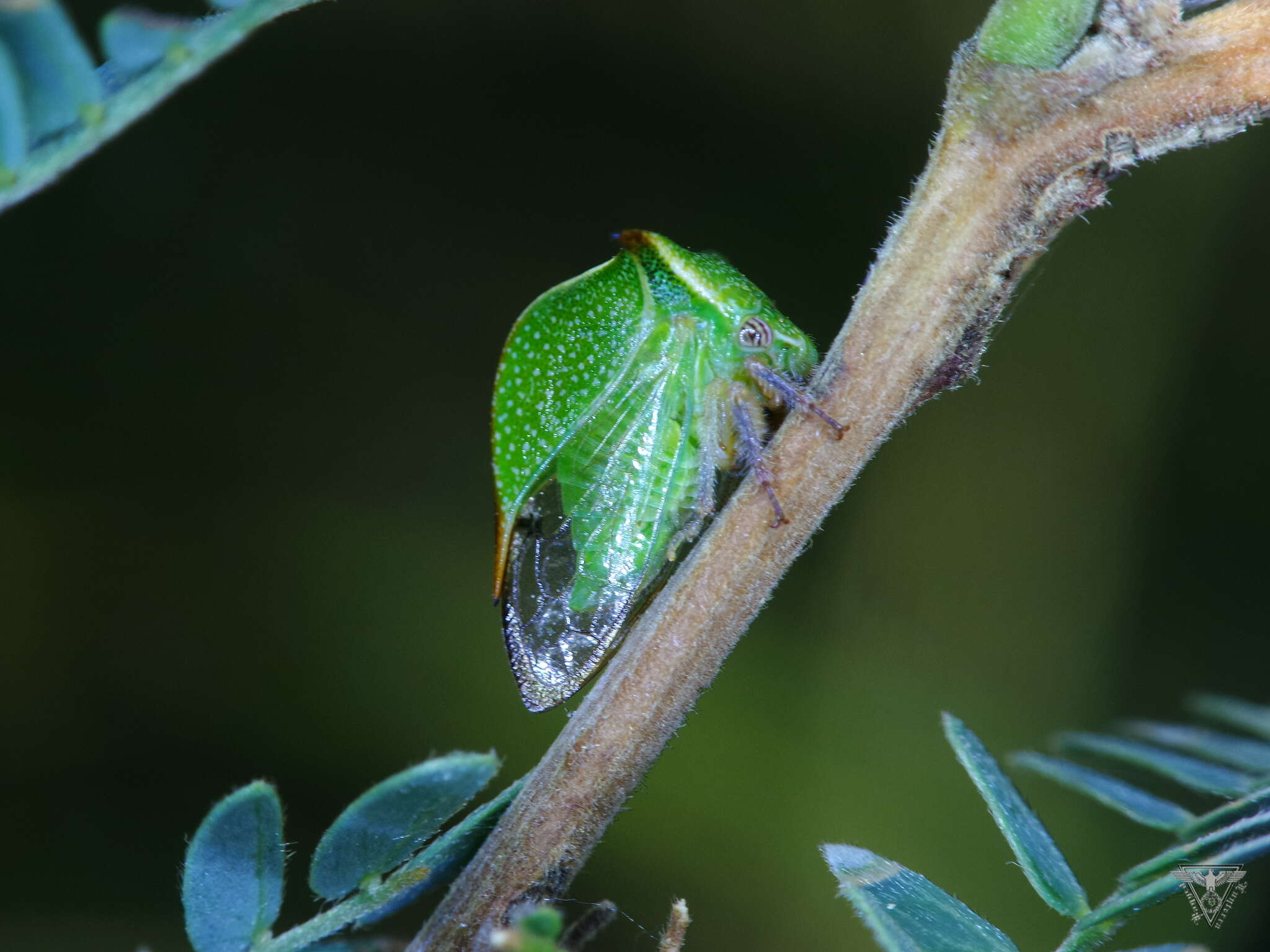 Image of Vestistilus ancora Ball