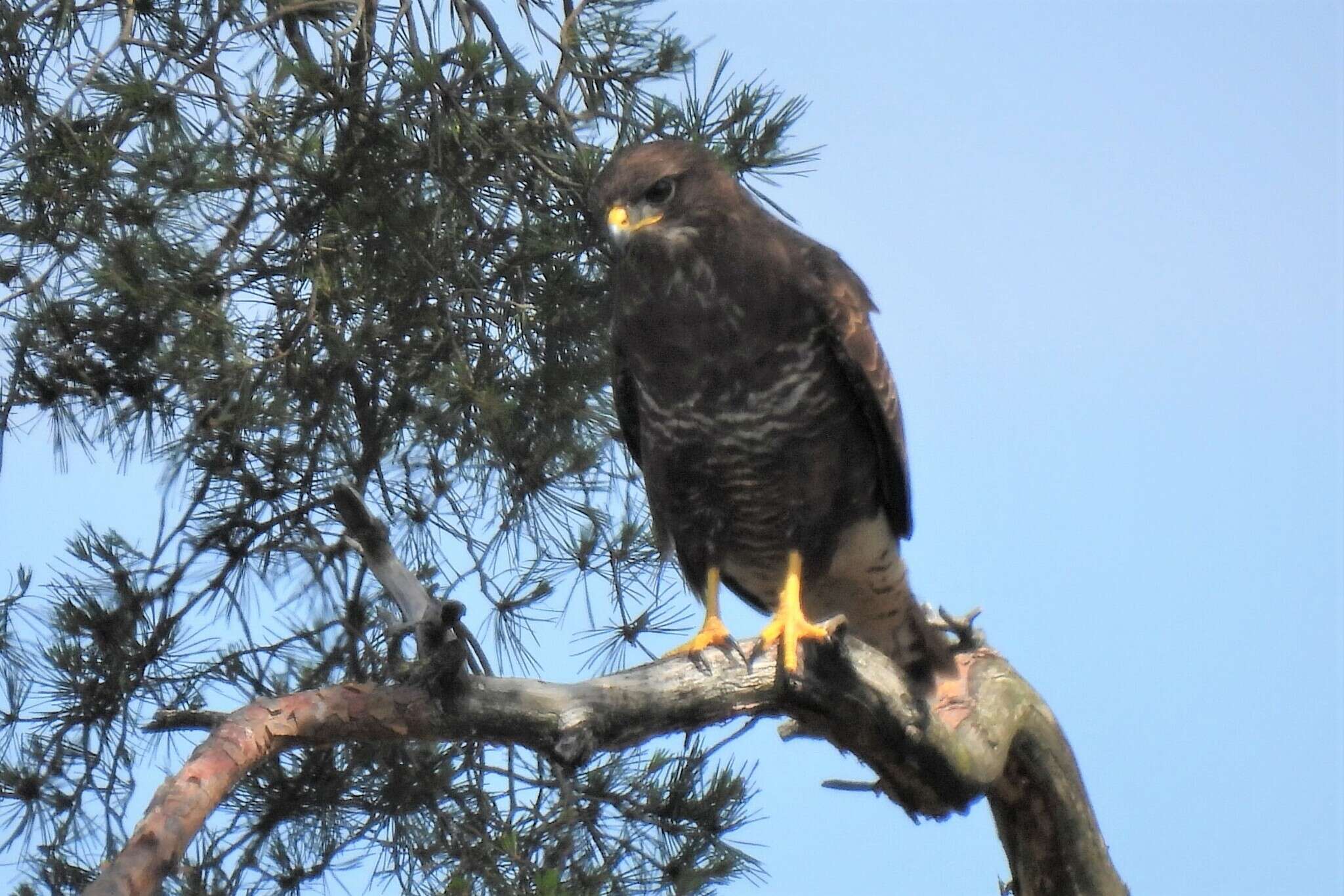 Image of Buteo buteo buteo (Linnaeus 1758)