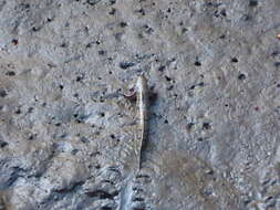 Image of Blue-spotted Mudskipper