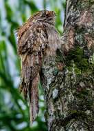 Image of Long-tailed Potoo