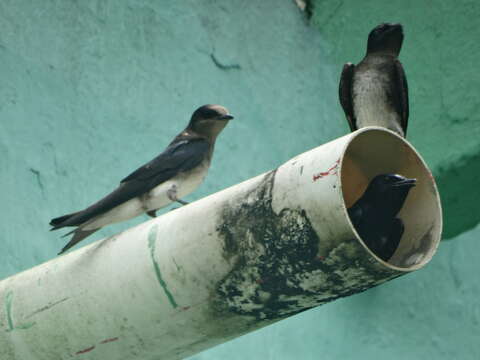 Image of Cuban Martin