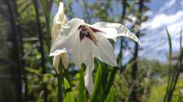 Plancia ëd Gladiolus murielae Kelway