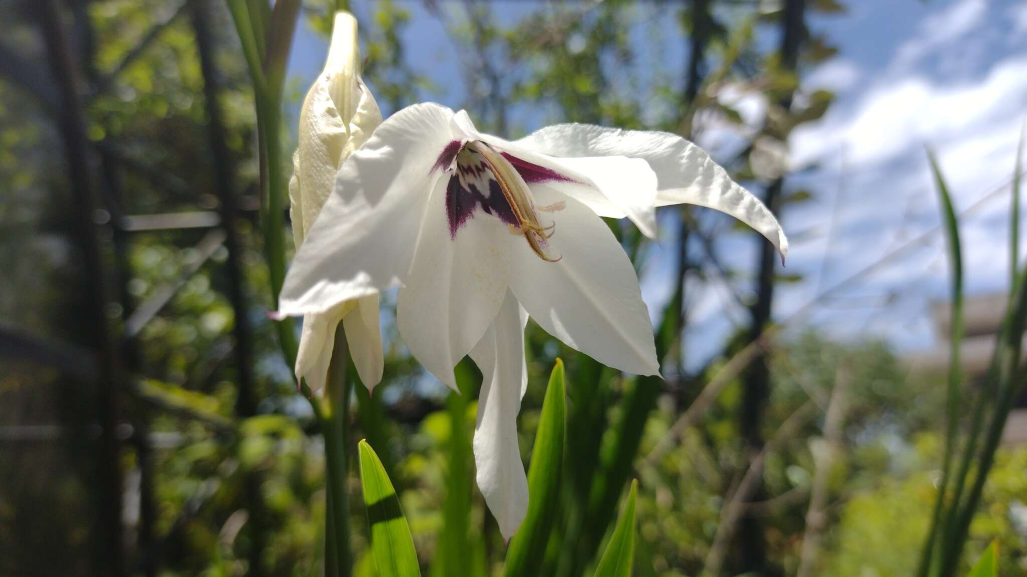 Image of Gladiolus murielae Kelway