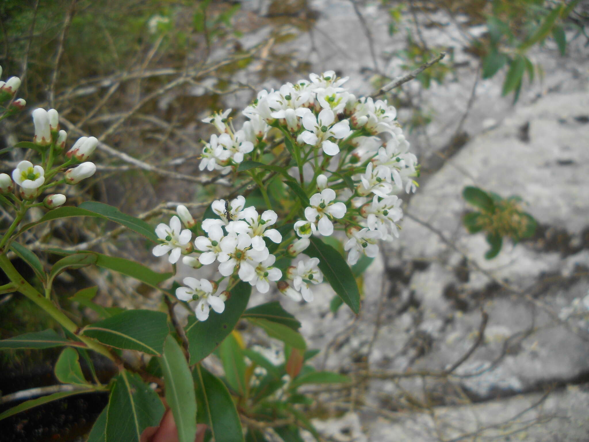 Escallonia bifida Link & Otto ex Engl. resmi