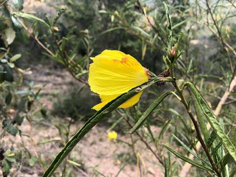 Imagem de Hibiscus divaricatus R. Grah.