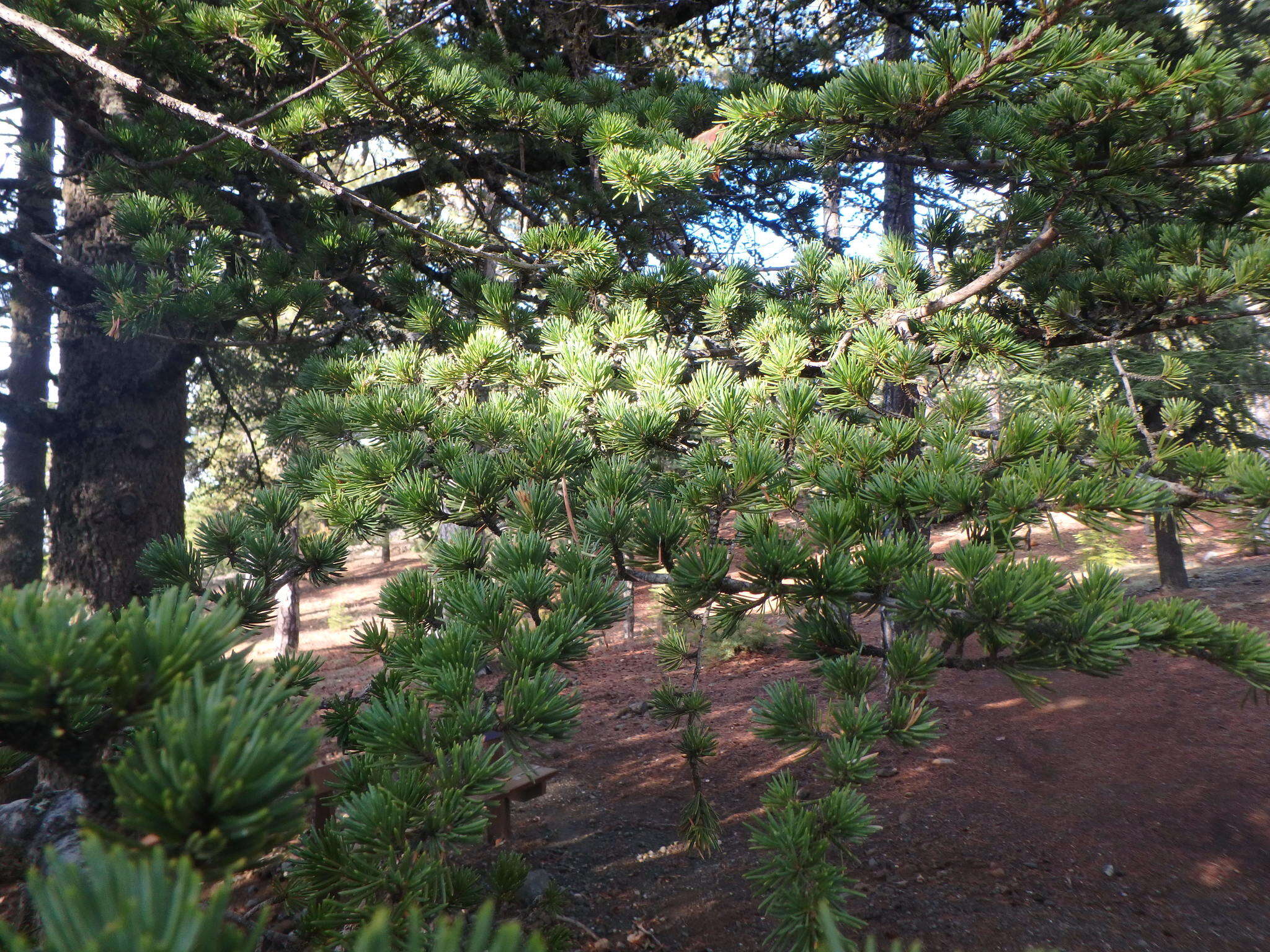 Image of Cyprus Cedar