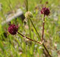 Image of purple sanicle