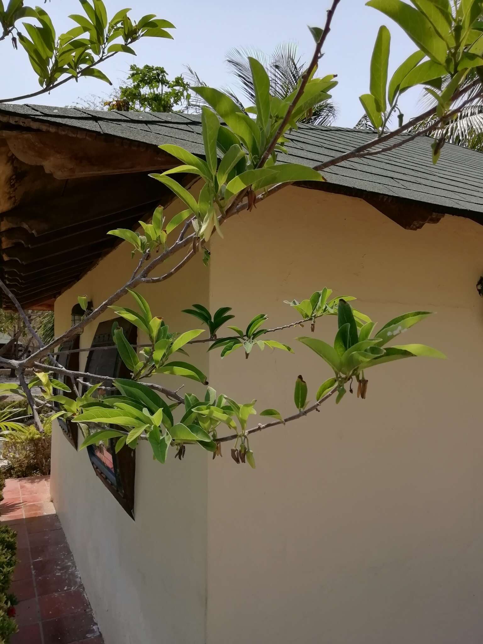 Image of sugar apple