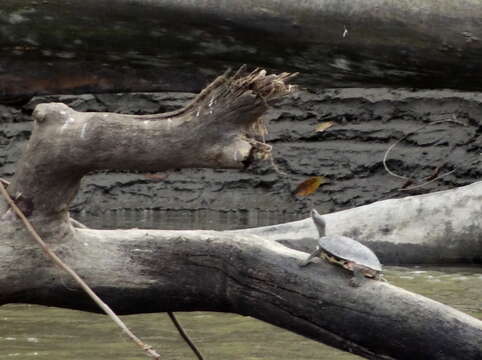 Image of Indian Roofed Turtle