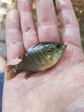 Image of Bantam Sunfish