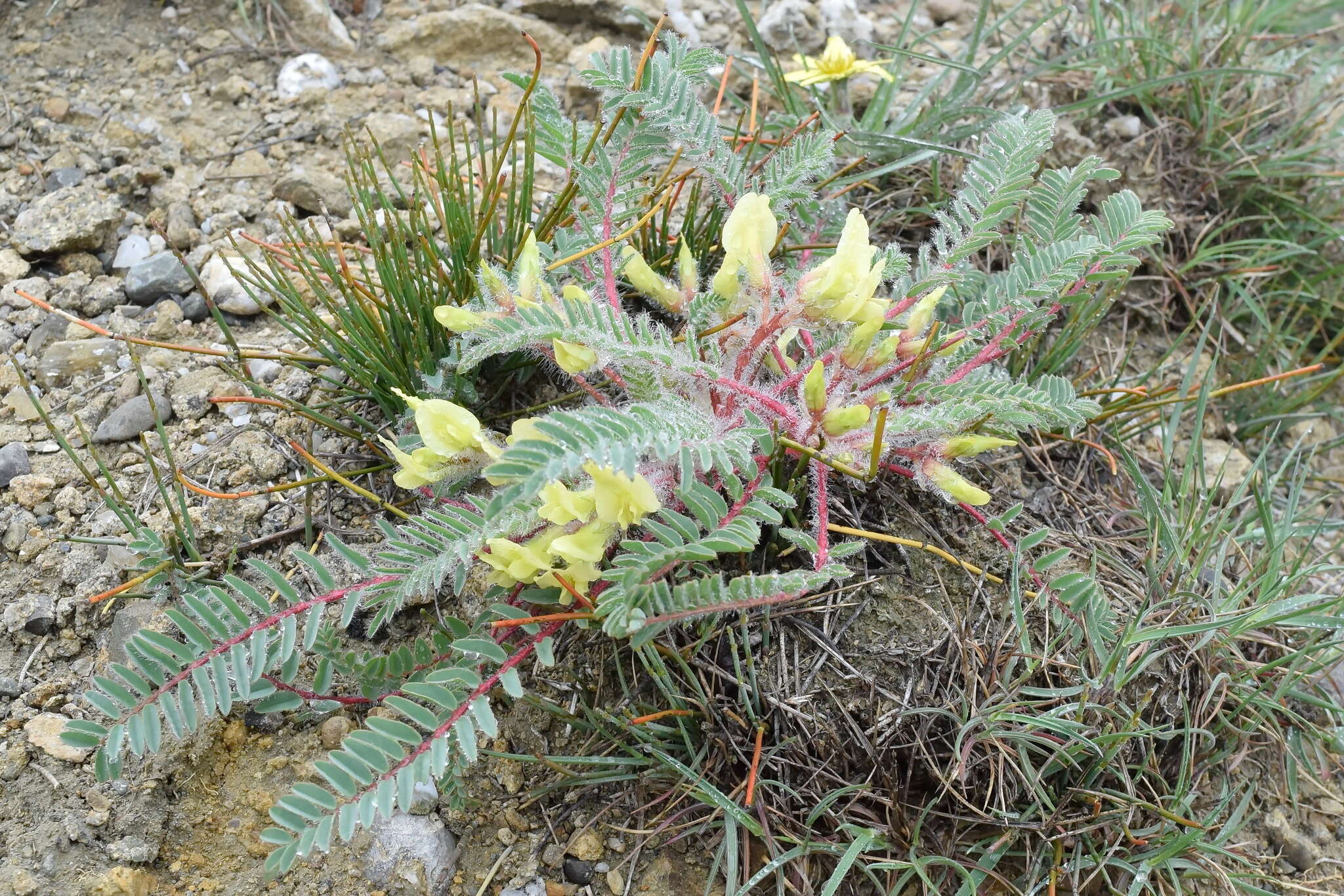 Sivun Astragalus utriger Pall. kuva