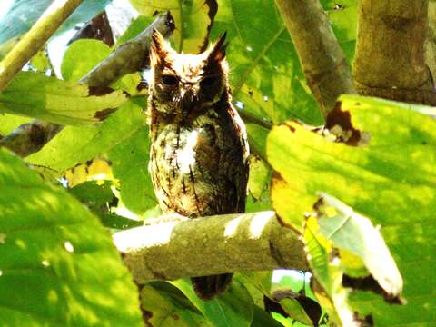 Image of Lesser Sunda Scops-owl