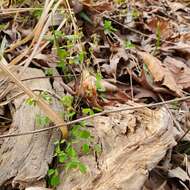 Image de Thalictrum debile Buckl.