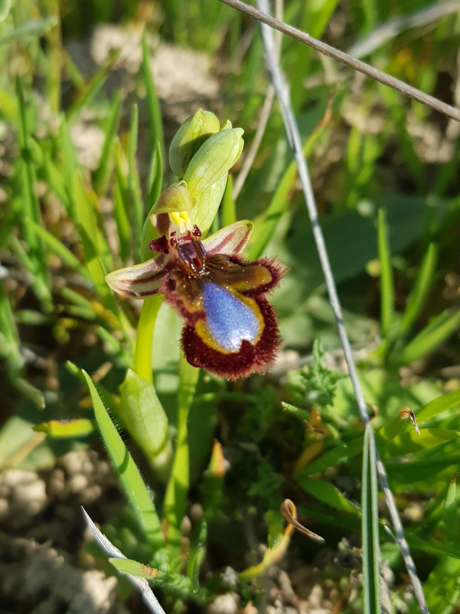 Image of Ophrys speculum subsp. speculum