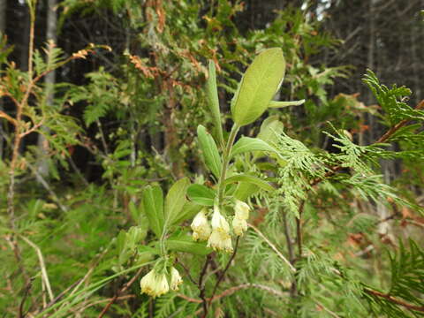 Lonicera villosa (Michx.) Roem. & Schult.的圖片