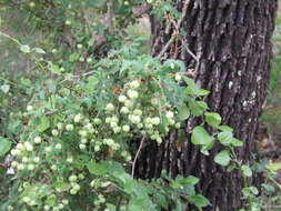 Image of Texas barberry