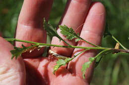 Image of splitleaf gilia