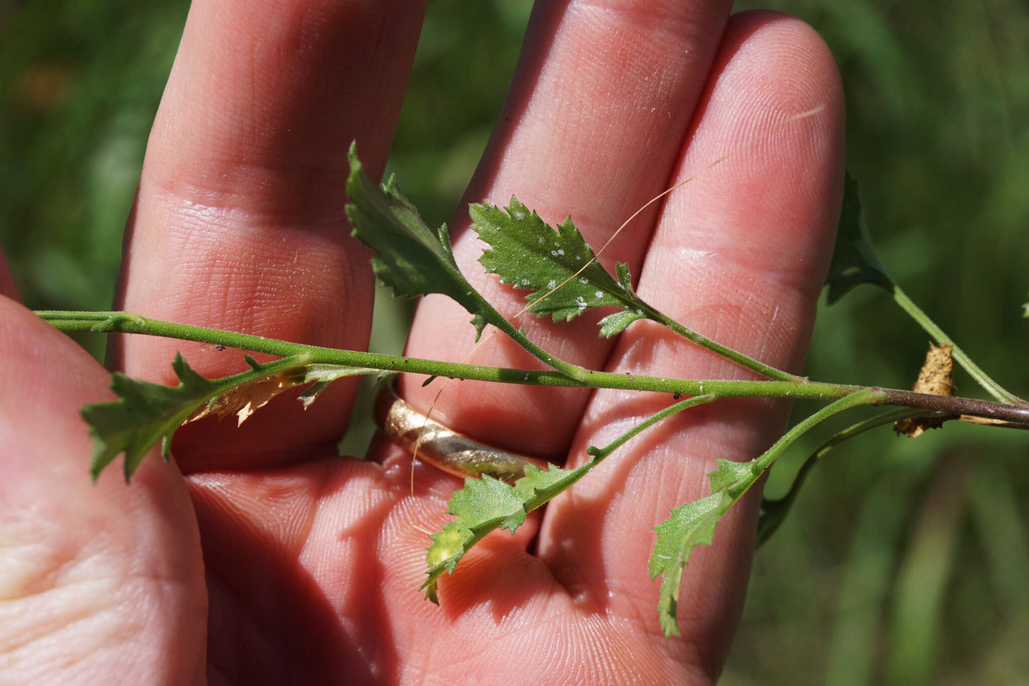 Image of splitleaf gilia