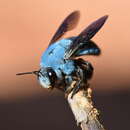 Plancia ëd Xylocopa insularis Smith 1857