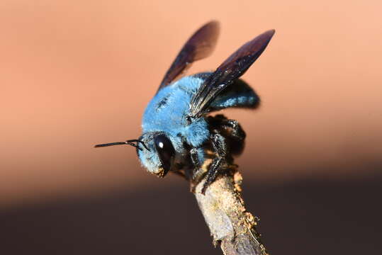 Image of Xylocopa insularis Smith 1857