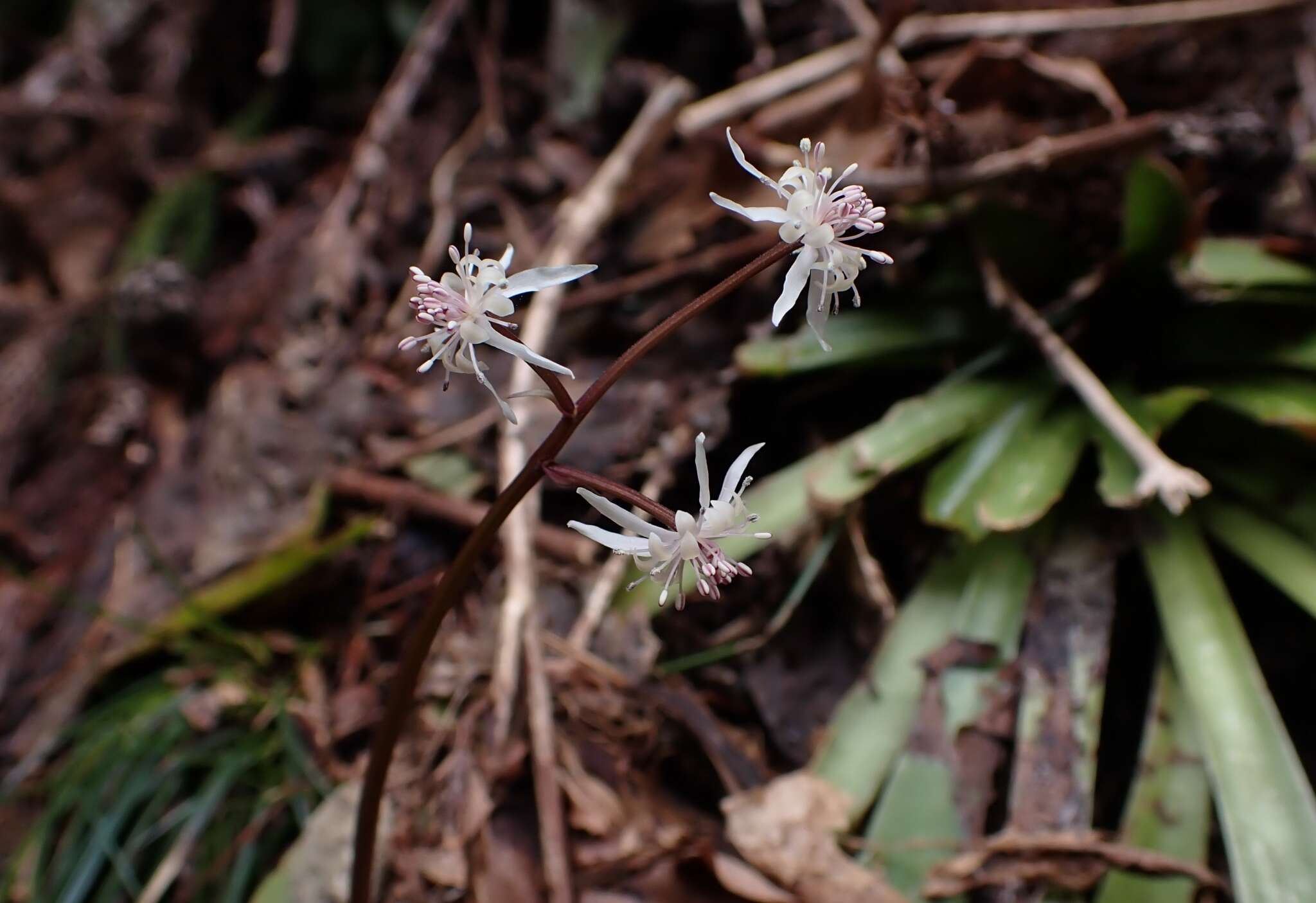 Image de Coptis japonica (Thunb.) Makino