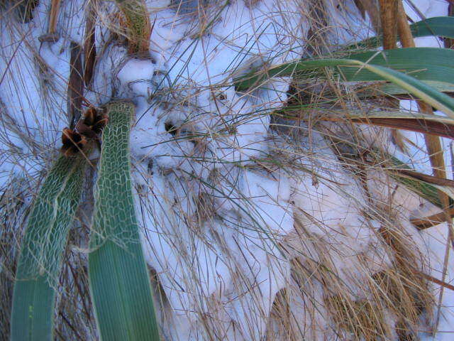 Image of Moraea alticola Goldblatt